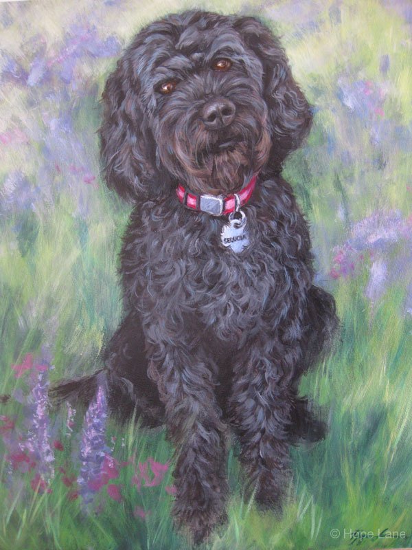Sequoia, portrait of a Labradoodle by Hope Lane