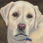 Ozzie, portrait of a Yellow Labrador Retriever