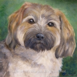 Alice, Havanese Portrait by Hope Lane