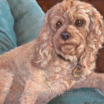 Ivy, the Cockapoo painting by Hope Lane